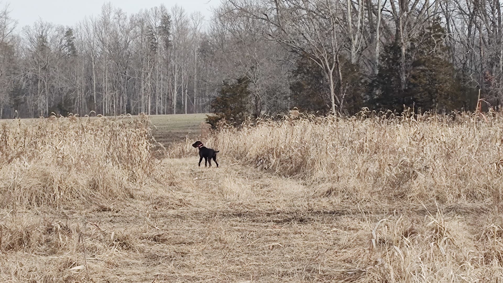 Forest Green Shooting Preserve - Image 3