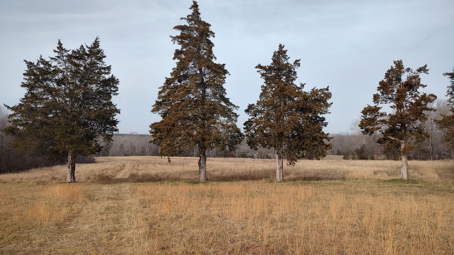 Forest Green Shooting Preserve - Image 5