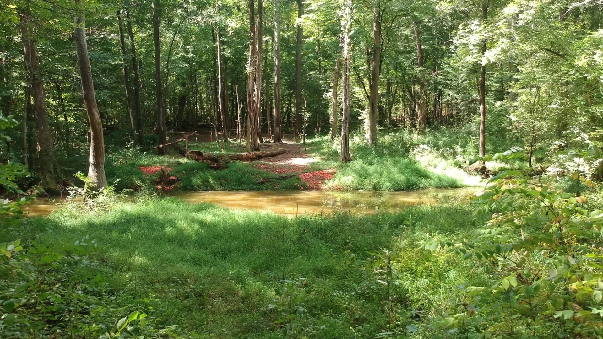 Limestone Hunting Preserve - Image 2