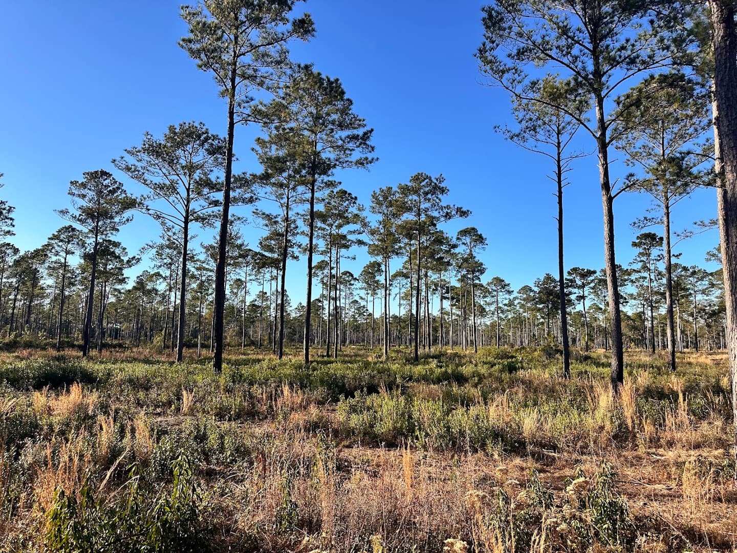 Dorchester Shooting Preserve - Image 1