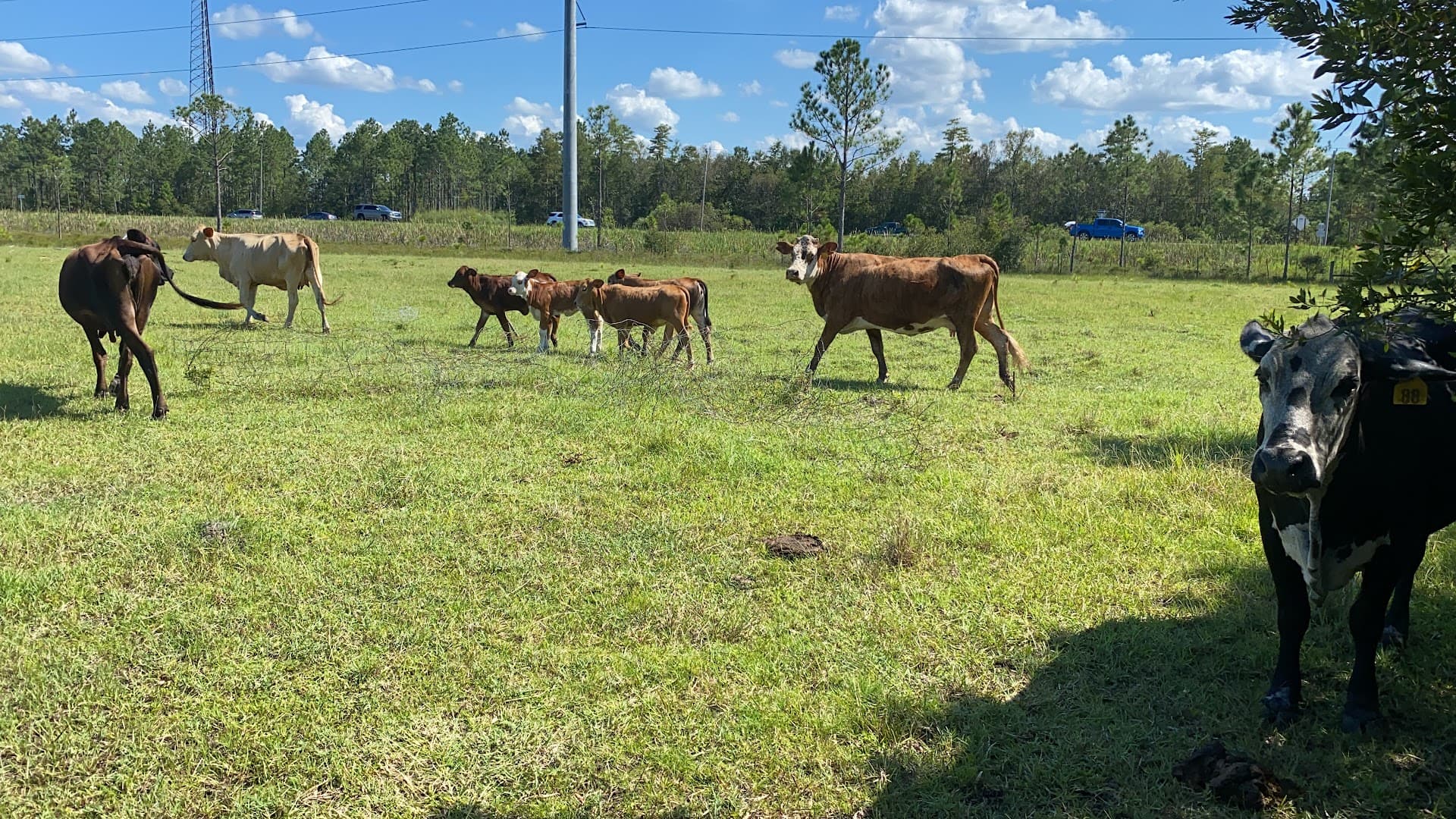 Volusia County Gun & Hunt Club - Image 9