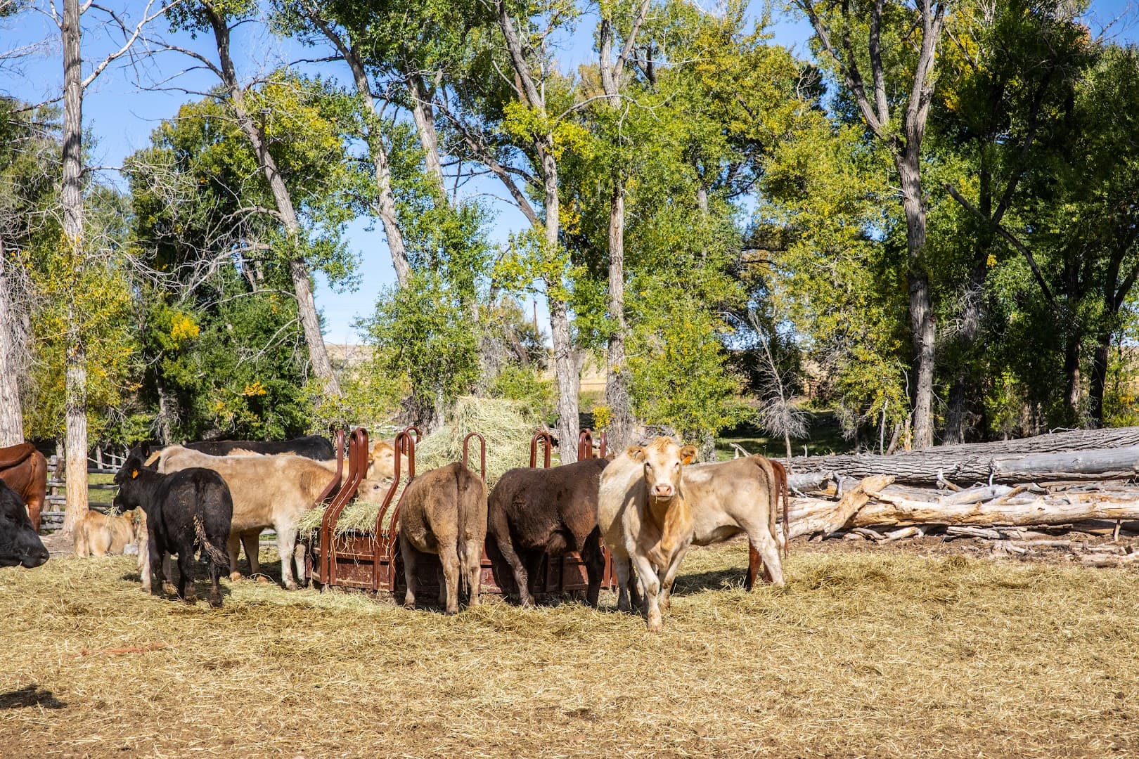 Spur Outfitters LLC - Image 6