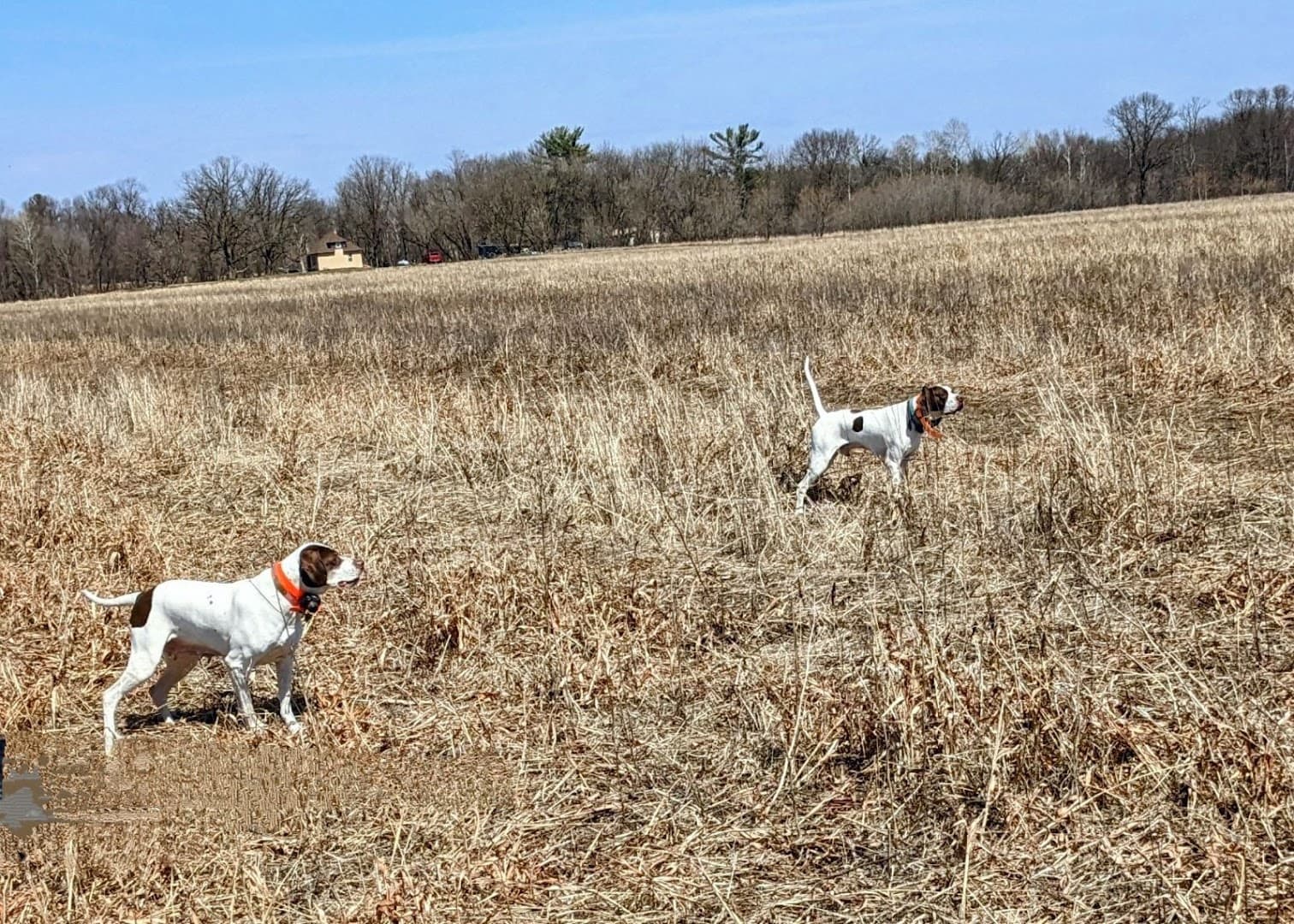 Pheasant Ridge Shooting Perserve - Image 3