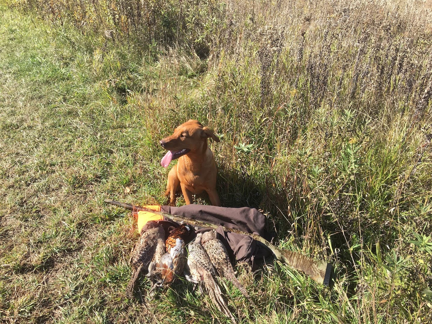 Pheasant Ridge Shooting Perserve - Image 5